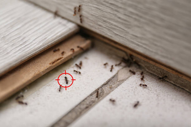 Best Wasp Removal Services  in Chieand, FL
