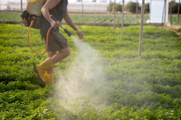 Best Pest Removal Services  in Chieand, FL