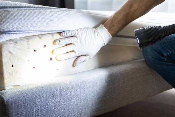 Best Wasp Removal Services  in Chieand, FL