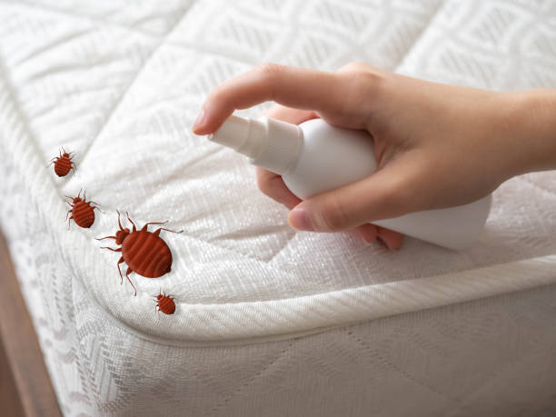 Best Local Pest Control Services  in Chieand, FL