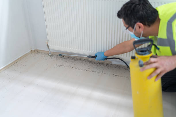 Best Flea Control Services  in Chieand, FL